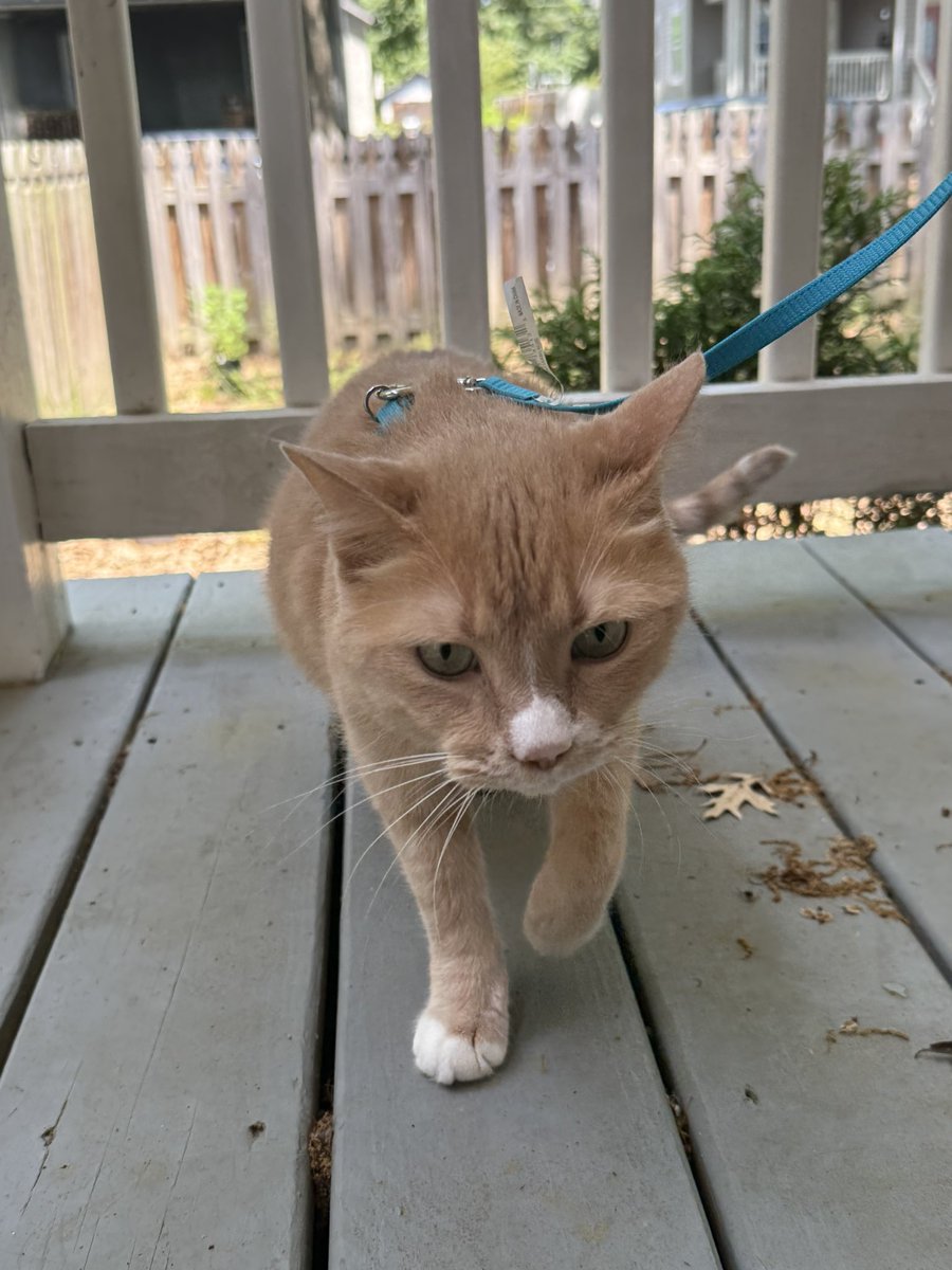spoodbeemp's tweet photo. Speedbump went outside today https://t.co/8h6ccgtqzx