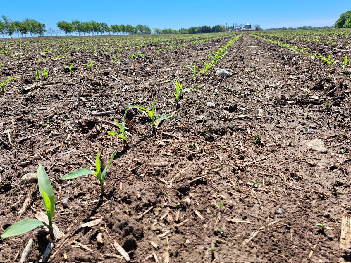 April 25th planted corn in Denfield, with solid stand and consistency is loving this well-timed rain and heat!  #ontag