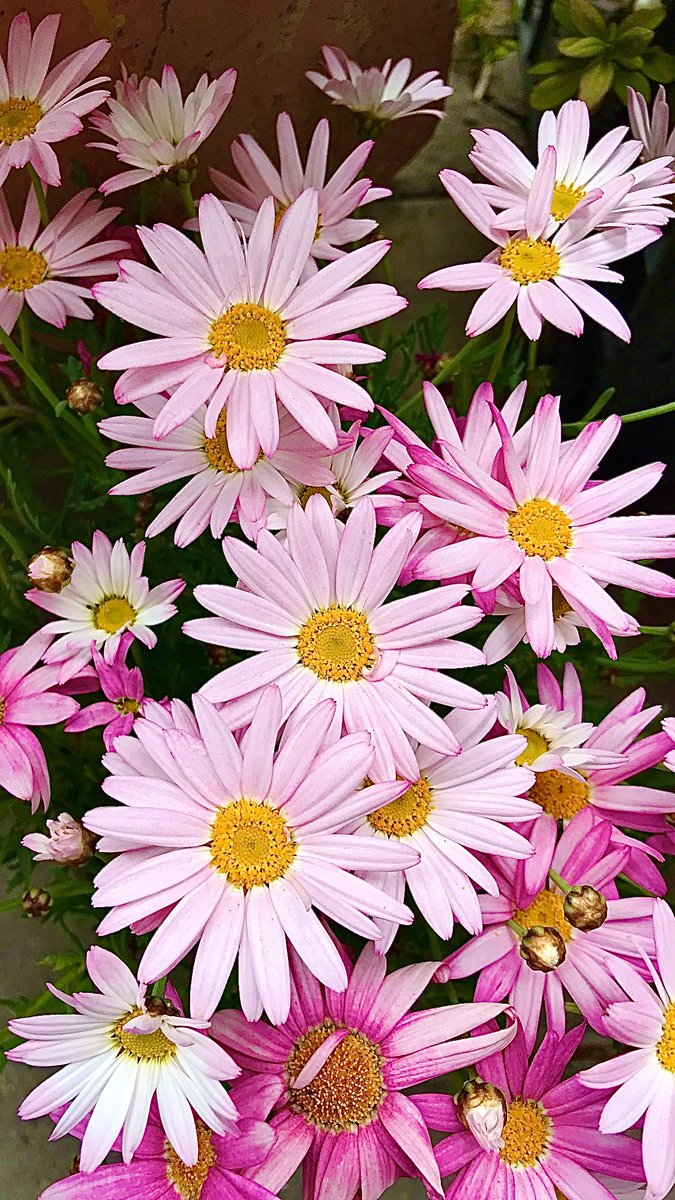 ErTacettin's tweet photo. Güzel #sebepler güzel #niyetlere 💛muhtaçtır🌖
#Çeşmepapatyası #pinkmarguerite💗 https://t.co/W6D5pMszGB