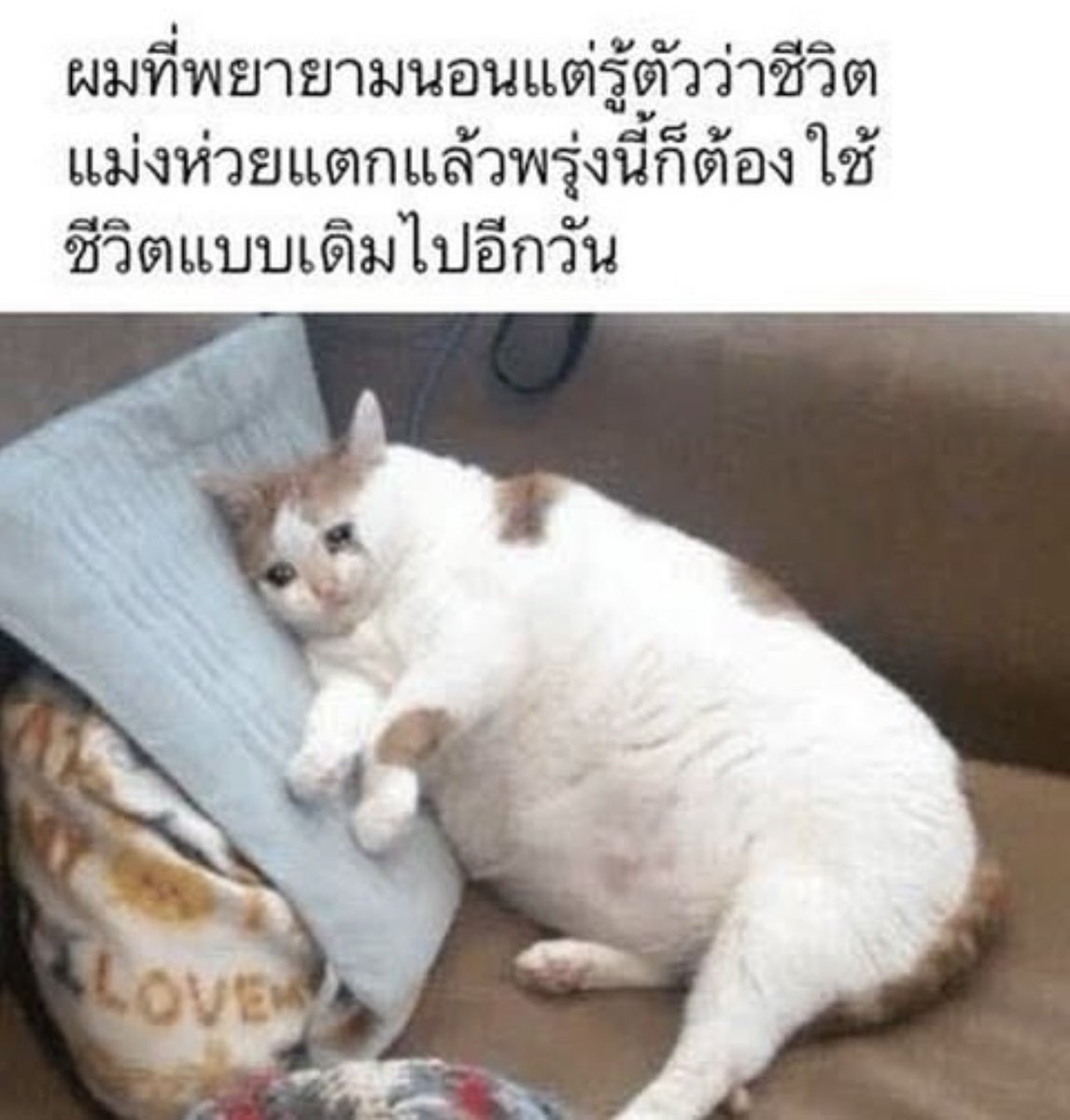 คนอยากเขียน. tweet media