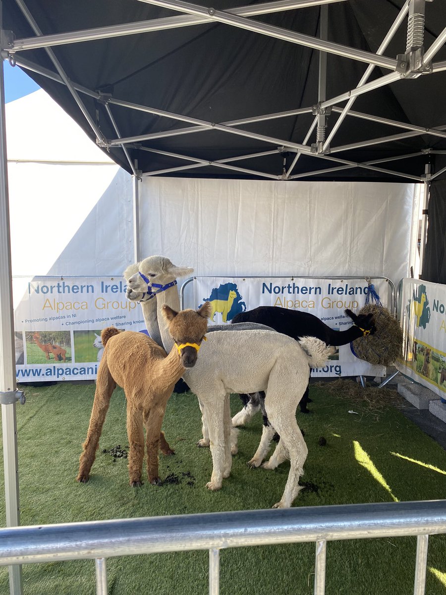 Charlene (@_itscharlene_) on Twitter photo This time last year I was getting my offer for Queen’s and today I’m representing QUB at one of Northern Ireland’s largest events. #balmoralshow #LoveQUB180 #studentmidwife <a href="/QUBelfast/">Queen's University Belfast 🎓</a> This time last year I was getting my offer for Queen’s and today I’m representing QUB at one of Northern Ireland’s largest events. #balmoralshow #LoveQUB180 #studentmidwife <a href="/QUBelfast/">Queen's University Belfast 🎓</a>