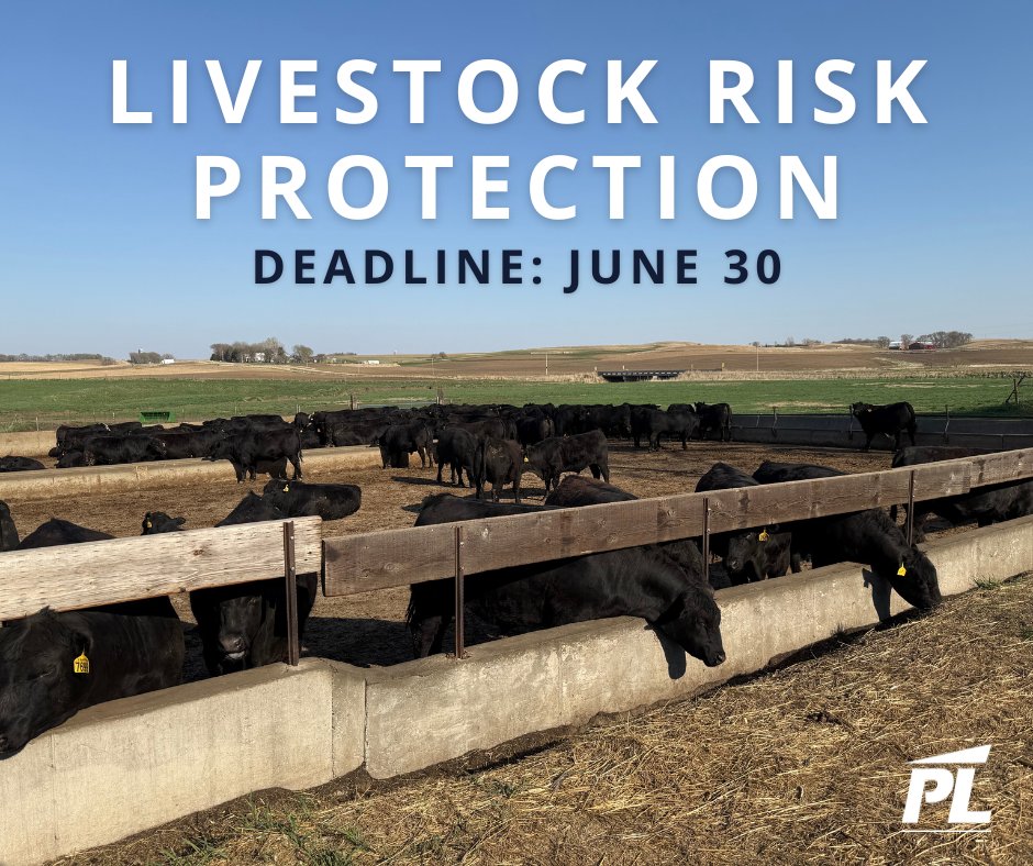 From unborn to fat cattle, and plenty in between, Livestock Risk Protection is a customizable insurance policy that protects against declining livestock prices.

The deadline to switch agents is June 30, so now's the time to protect your bottom line ➡️ bit.ly/3CDWNmg