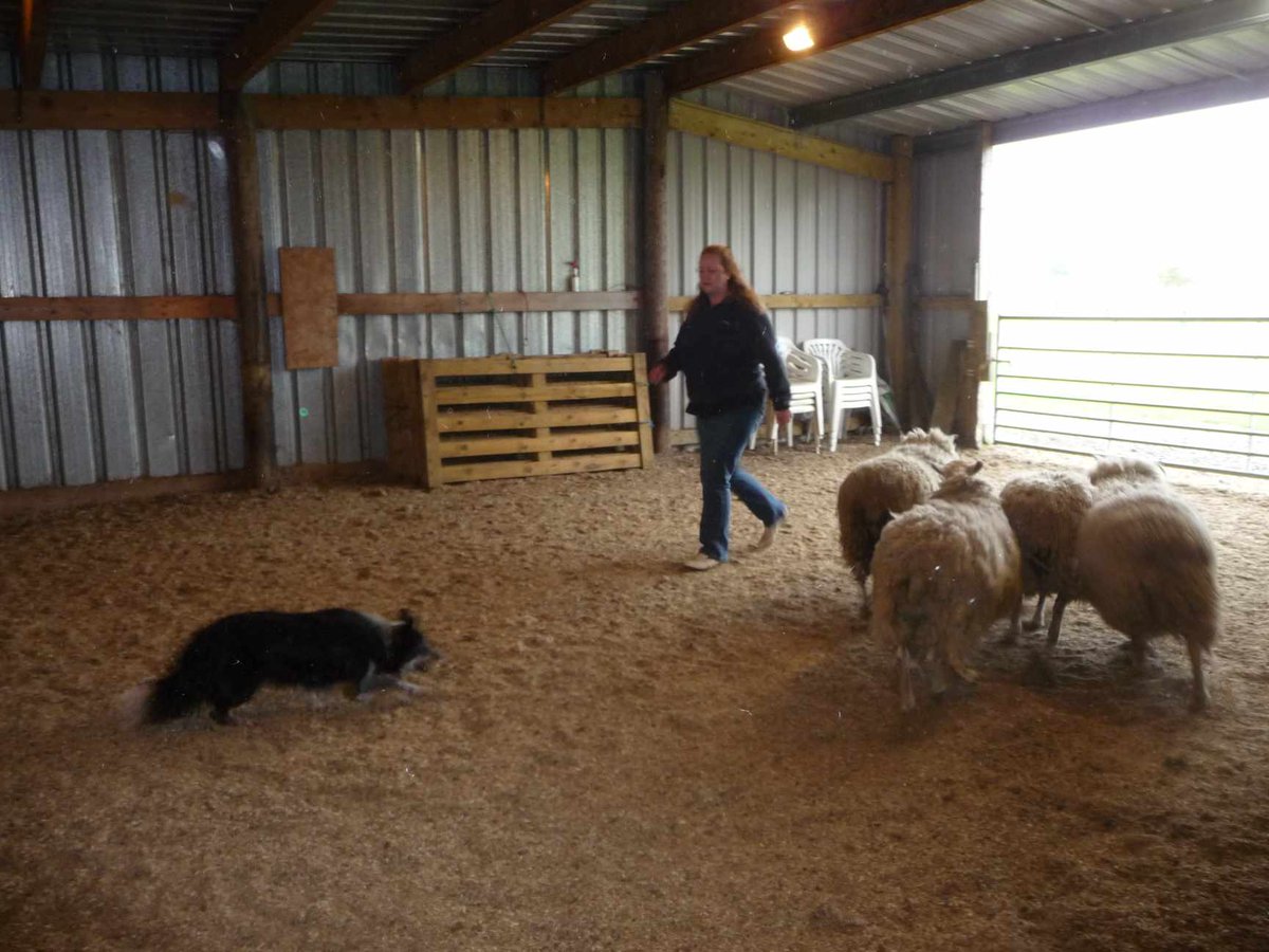 DogCastRadio's tweet photo. I missed throwback Thursday so I'm doing flashback Friday - to when Jenny & I did the sheepdog experience
Good thing the dogs knew what they were doing
#sheepdog #collie #sheepdogexperience #bordercollie #sheep #dogs #dog #podcastinglife #writer #dogwriter #dogpodcast #doglover https://t.co/xYtHcxP1vE