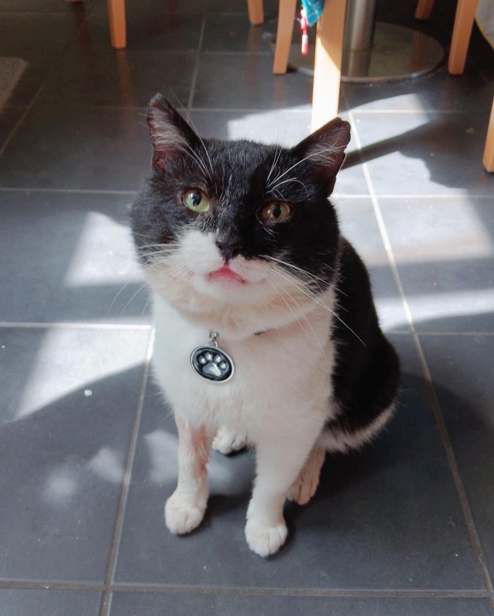 LadyChessington's tweet image. Buddy Update: 🐈‍⬛💙

Buddy is now home. The good news is he’s officially adopted and microchipped which means he’s no longer, Our Stray Buddy 👏🏻👏🏻

The sad news is, Buddy tested positive for FIV…

Continued ⬇️

🐈‍⬛💜👏🏻🥂

#OurStrayBuddy #OurFIVCatBuddy #FIVCat