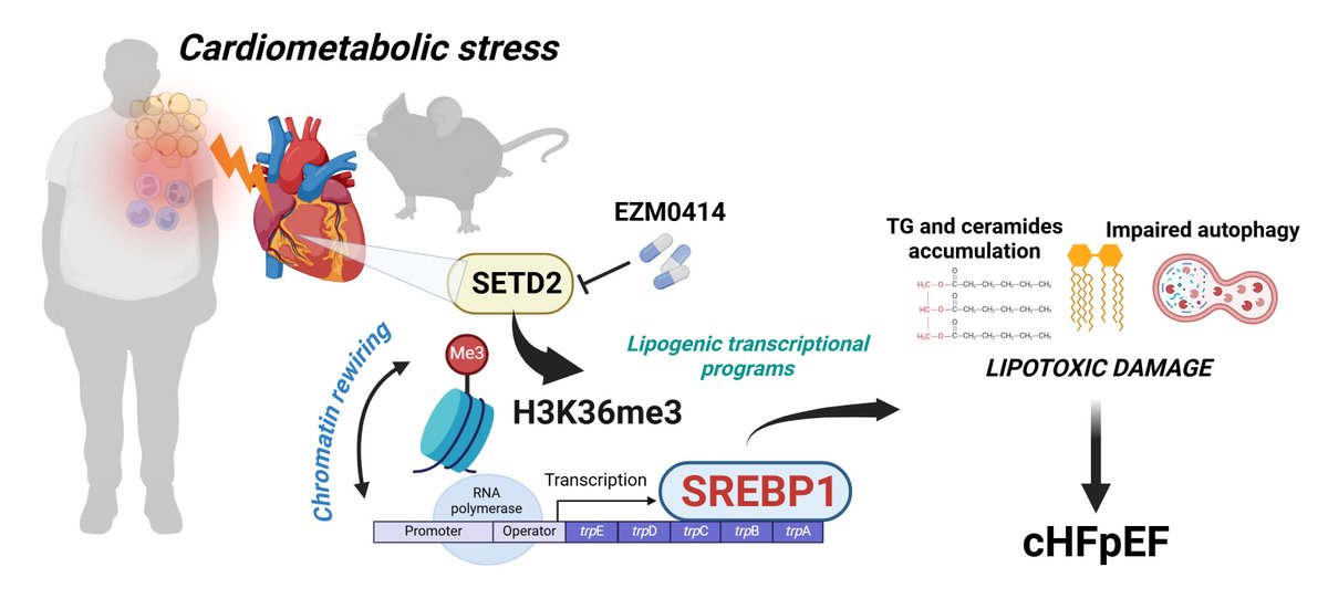 Circulation Research (@circres) on Twitter photo Costantino et al found that metabolic stress leads to #chromatin modifications promoting #lipid accumulation and cardiac damage in #HFpEF. Learn more at ahajrnls.org/4mkNfOV
@Nazha Hamdani <a href="/ODzemali/">Omer Dzemali</a> <a href="/GoricaEra/">Era Gorica</a> <a href="/Lux_Telesca/">Marialucia Telesca</a> <a href="/LabSantoro/">RaffaellaSantoroLab</a> Costantino et al found that metabolic stress leads to #chromatin modifications promoting #lipid accumulation and cardiac damage in #HFpEF. Learn more at ahajrnls.org/4mkNfOV
@Nazha Hamdani <a href="/ODzemali/">Omer Dzemali</a> <a href="/GoricaEra/">Era Gorica</a> <a href="/Lux_Telesca/">Marialucia Telesca</a> <a href="/LabSantoro/">RaffaellaSantoroLab</a>