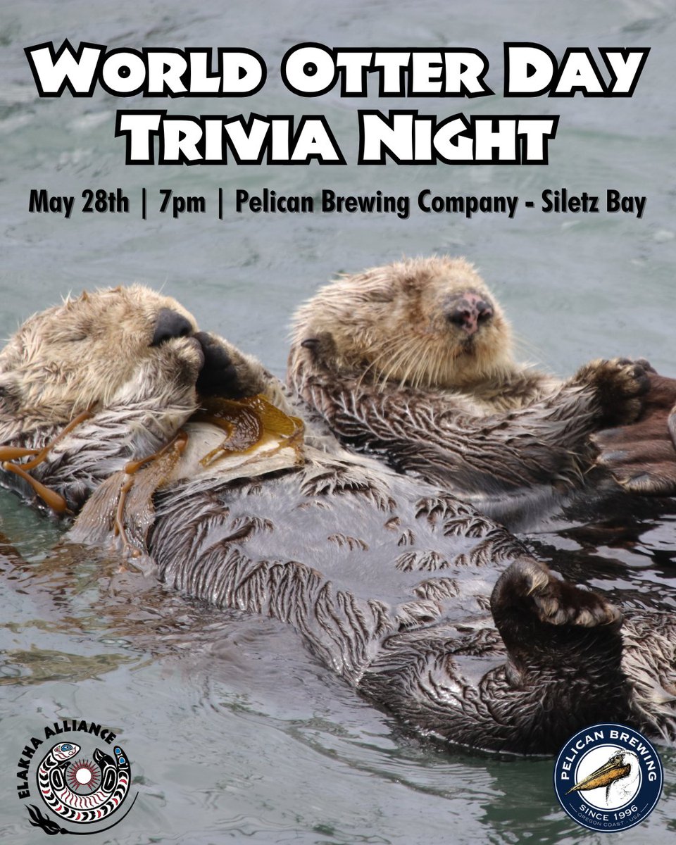 🧠 Get those thinking caps ready for a night all about otters!

 Join us on Wednesday May 28th at 7pm at Pelican Brewing - Siletz Bay for our 2nd year hosting World Otter Day Trivia 🦦 in honor of (you guessed it), #WorldOtterDay!

#seaotters #otters #oregoncoast #oregon #trivia