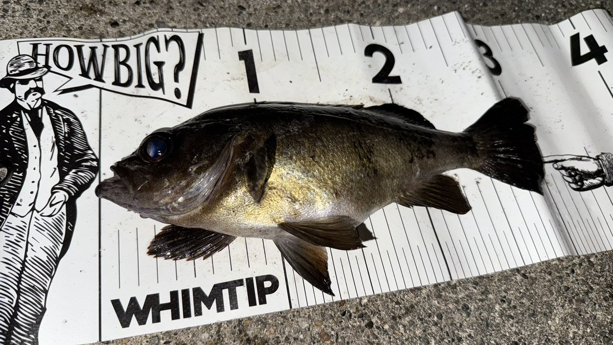 🍪🍩🐣さとちゃん🐟🍫🍦 tweet media