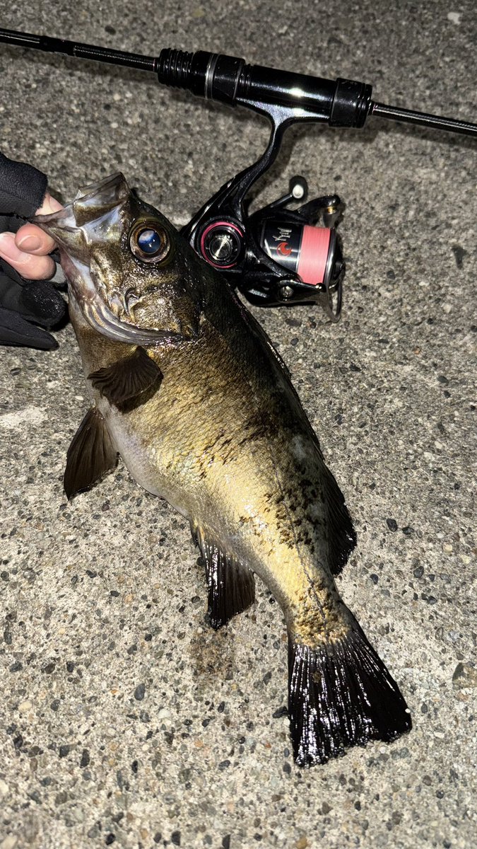 🍪🍩🐣さとちゃん🐟🍫🍦 tweet media