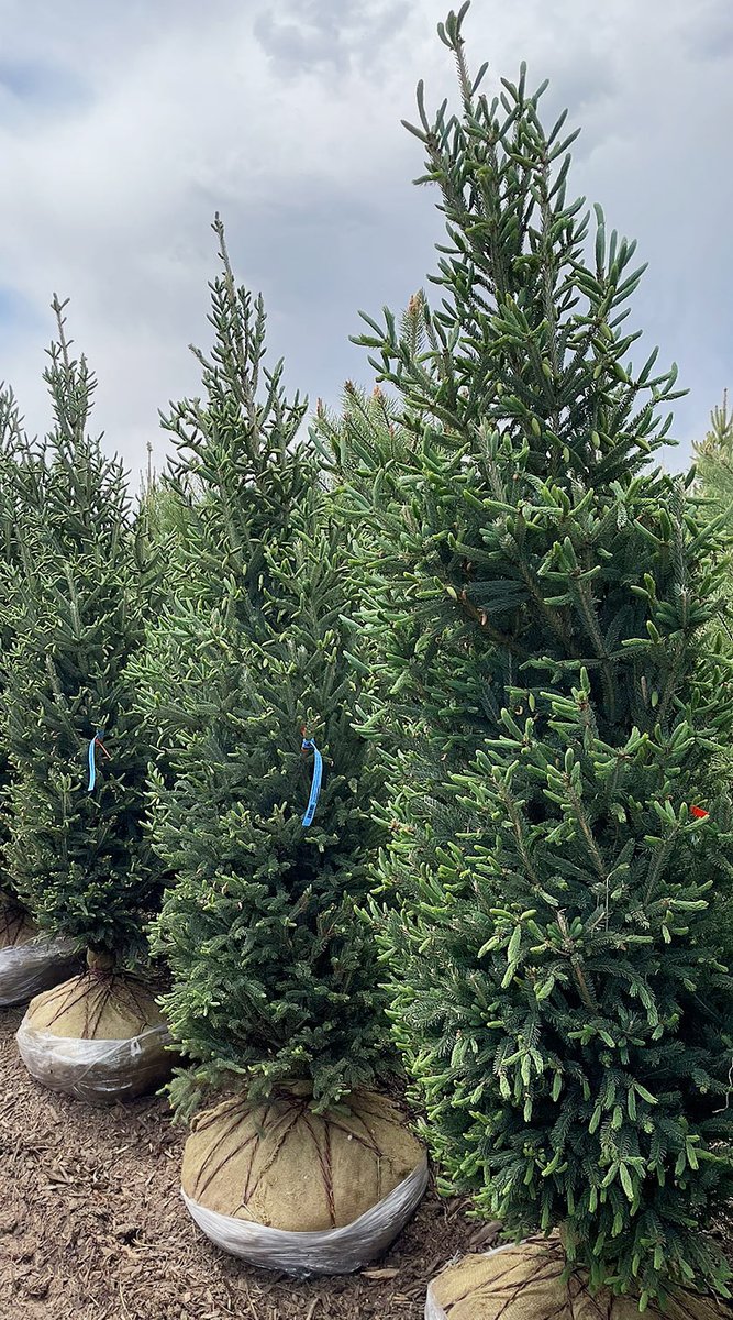 GlacierViewLand's tweet photo. Montrose Spire White Spruce is the Plant of the month series May 2025 for Boulder Colorado Landscapes…thrives in full sun, is ideal for USDA zones 3-7 and will maintain its compact upright form. Learn more: https://t.co/NQNK5P5rsc https://t.co/0Tz7JDsdzU