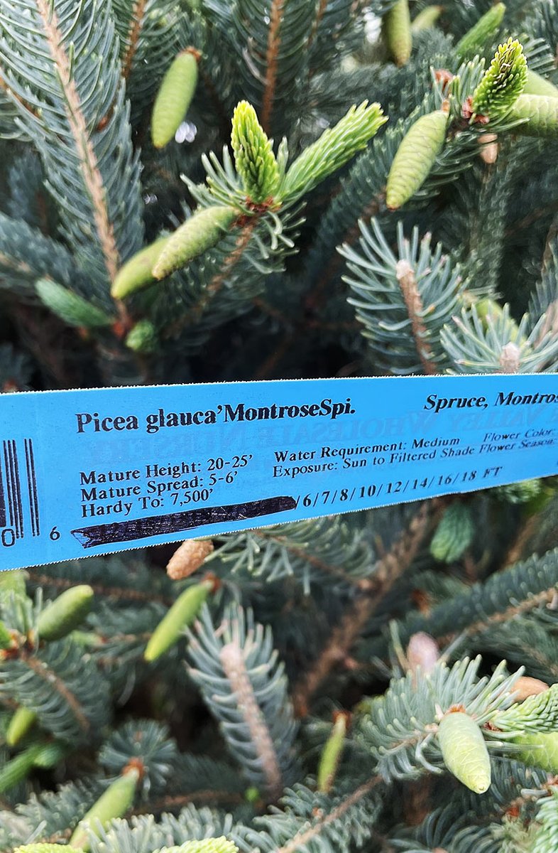 Montrose Spire White Spruce is the Plant of the month series May 2025 for Boulder Colorado Landscapes…thrives in full sun, is ideal for USDA zones 3-7 and will maintain its compact upright form. Learn more: glacierviewlandscape.com/2025/05/16/mon…