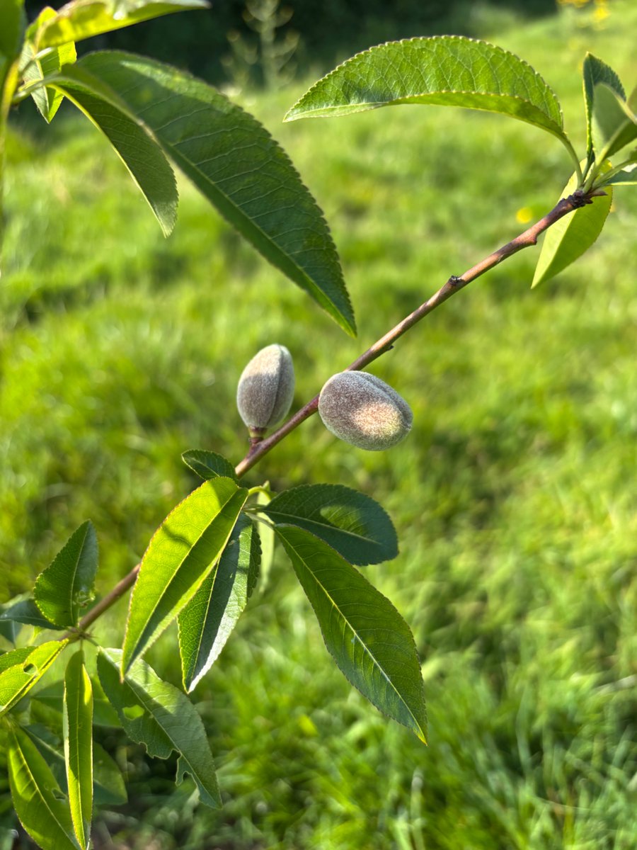 DougWanstall's tweet image. The Nuttery has surprised me today, I have almonds, question is will they survive and will I get to them before the squirrels? 
#agroforestry
#climateadaption
#netzero
#localfood
#regenerativeagriculture