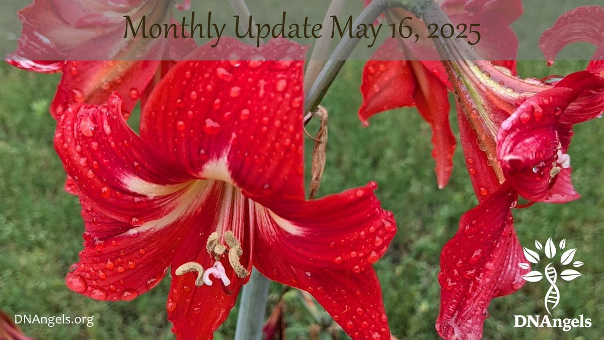 DNAngels4's tweet photo. Thank you to everyone for all that you do! #RightToKnow #DNAngels #DNASurprise #NPE #NotParentExpected #Adopted #DonorConceived #Ancestry #AncestryDNA #npediscovery https://t.co/PFpjXL3QMP