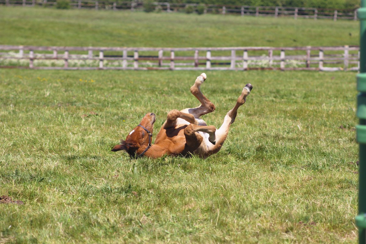 NatStudStallion's tweet photo. Rolling into the weekend with this Galiway filly for #foalFriday!

Actual footage of us trying to get out of bed tomorrow morning 😴

#RPfoalgallery #foaling #thoroughbredfoaling #nsservices #foals #horses https://t.co/p2RiQ23jVt