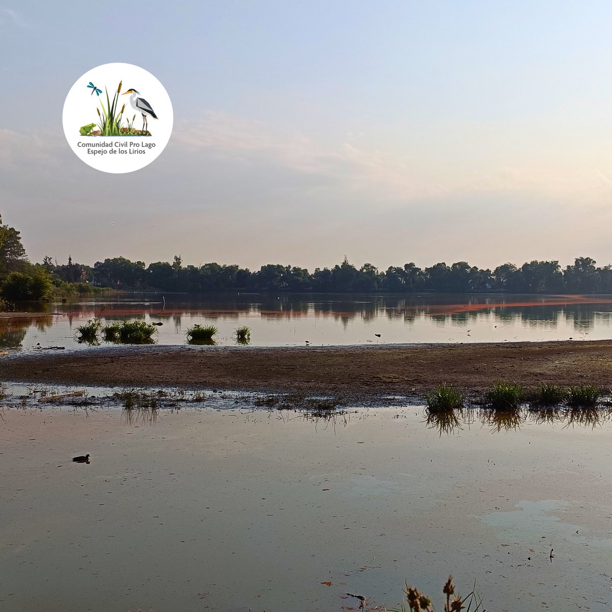 ⚠️🌾🦆🐢🐞🌳🦋¡El #LagoDeLosLirios nos necesita! Participa en la encuesta convocada por <a href="/GobIzcalli/">Gobierno Municipal de Cuautitlán Izcalli</a> para compartir tu opinón e ideas para el Plan de Manejo de esta valiosa #ÁreaNaturalProtegida.
¡5 minutos tuyos pueden hacer la diferencia para lograrlo! forms.gle/P7Dv6LaQvEme69…