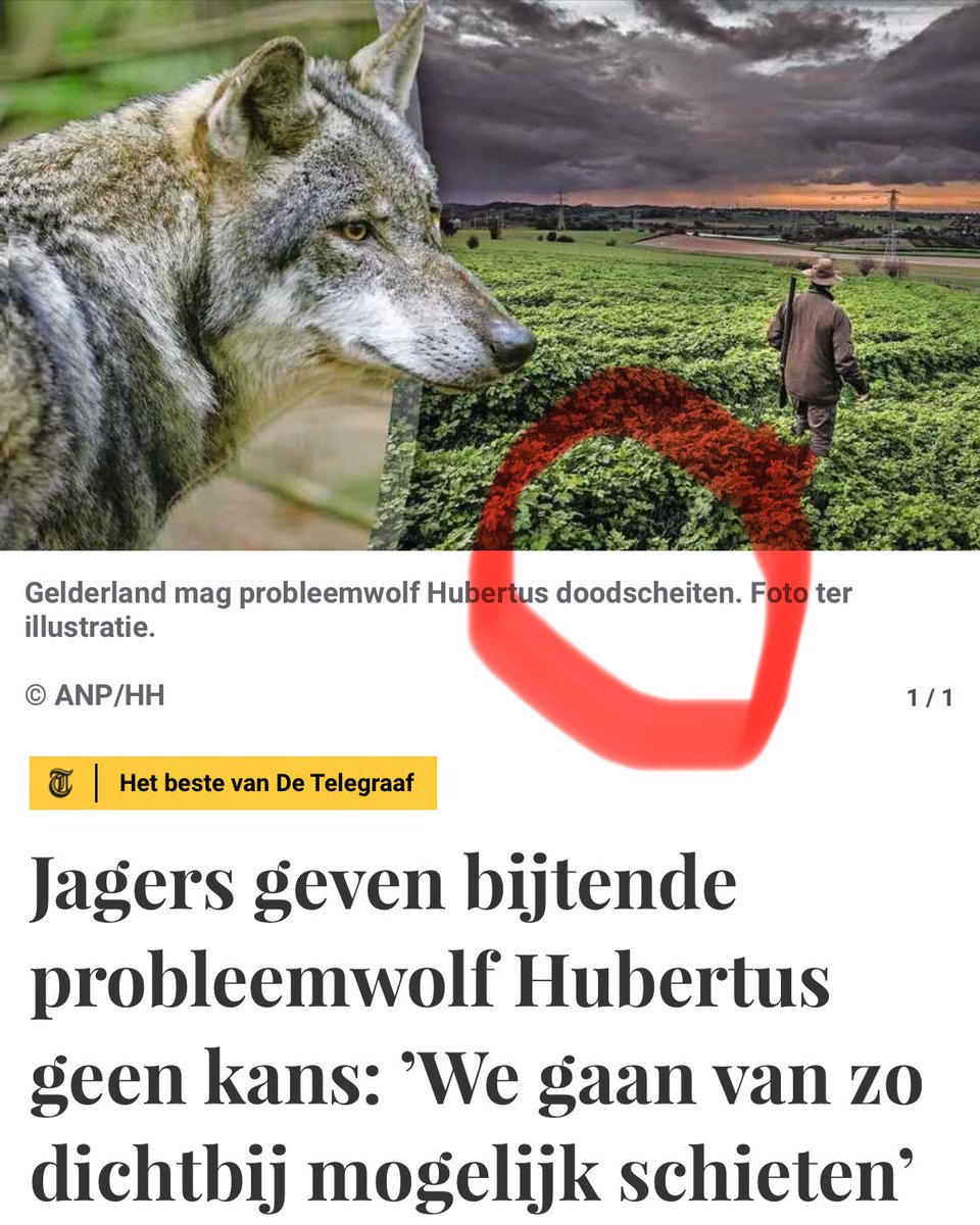 Zoooo, wel een heftig klusje voor desbetreffende jagers..
Tip; Hachee doet wonderen…
#wolf #jagers #doodschEIten #telegraaf 
<a href="/telegraaf/">De Telegraaf</a>