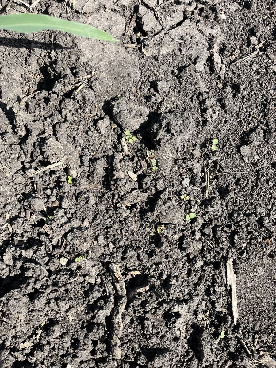 Don’t sleep on the weeds in those April planted crops. Soybean PREs seem to be holding much better than corn ones. #ISUCrops