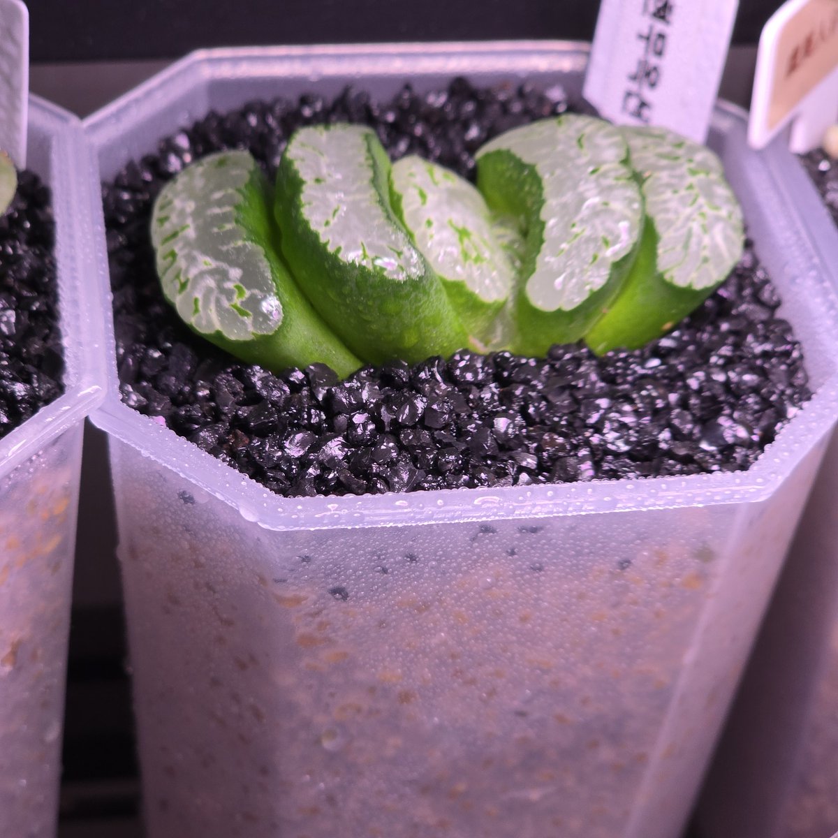 내가 현무옥선을 산 이유...
현무1팀은 가좍 이니까..☆