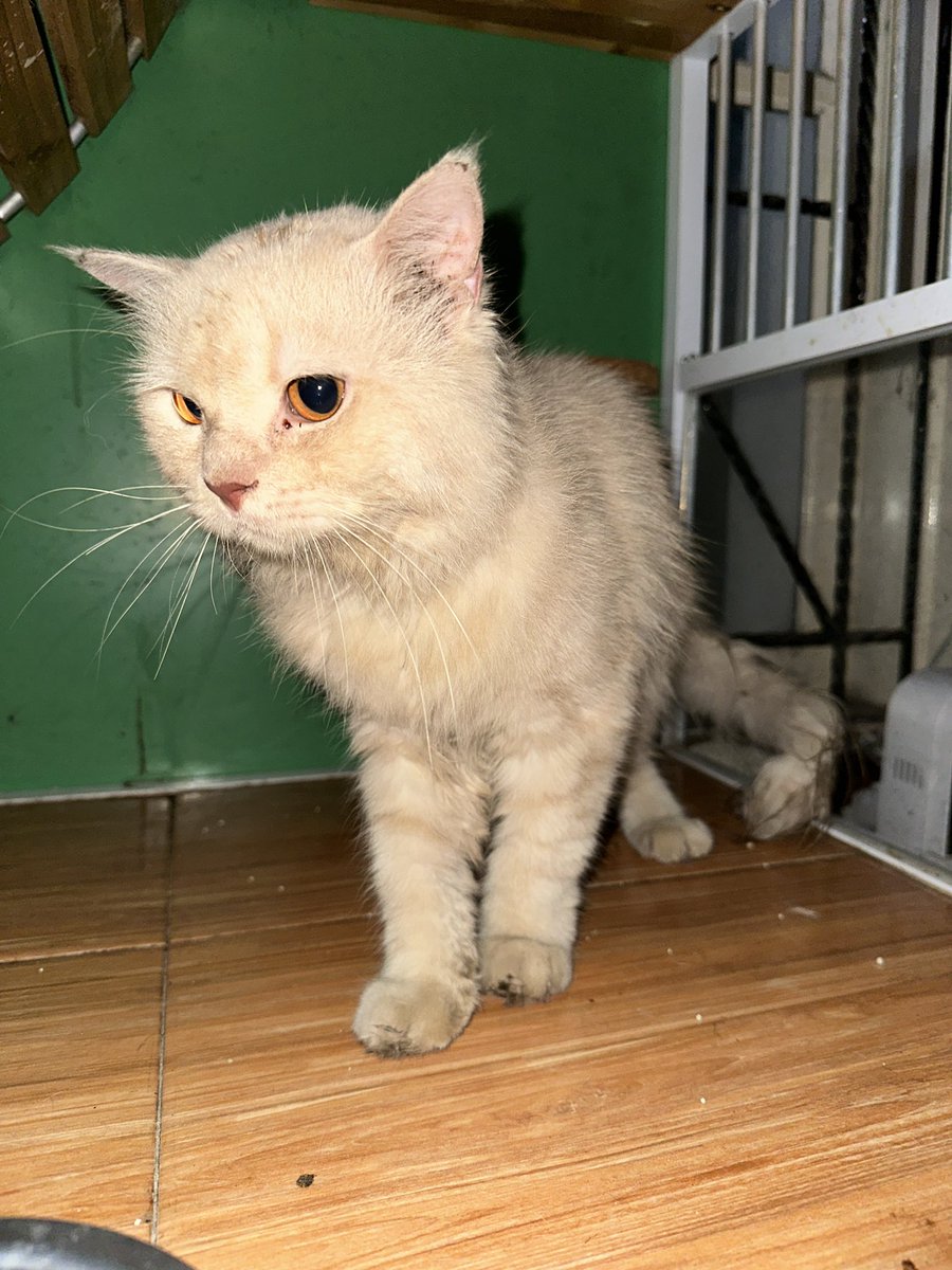 Ditemukan kucing di rawalumbu jembatan 1

- jantan
- kelihatan terawat
- manja
- blm steril

Td celingukan di pinggir jalan &amp; badannya basah, kata pak satpam baru kelihatan dari hari ini. Kalo ada yg kehilangan kucing DM gw kirimin foto/video kucingnya