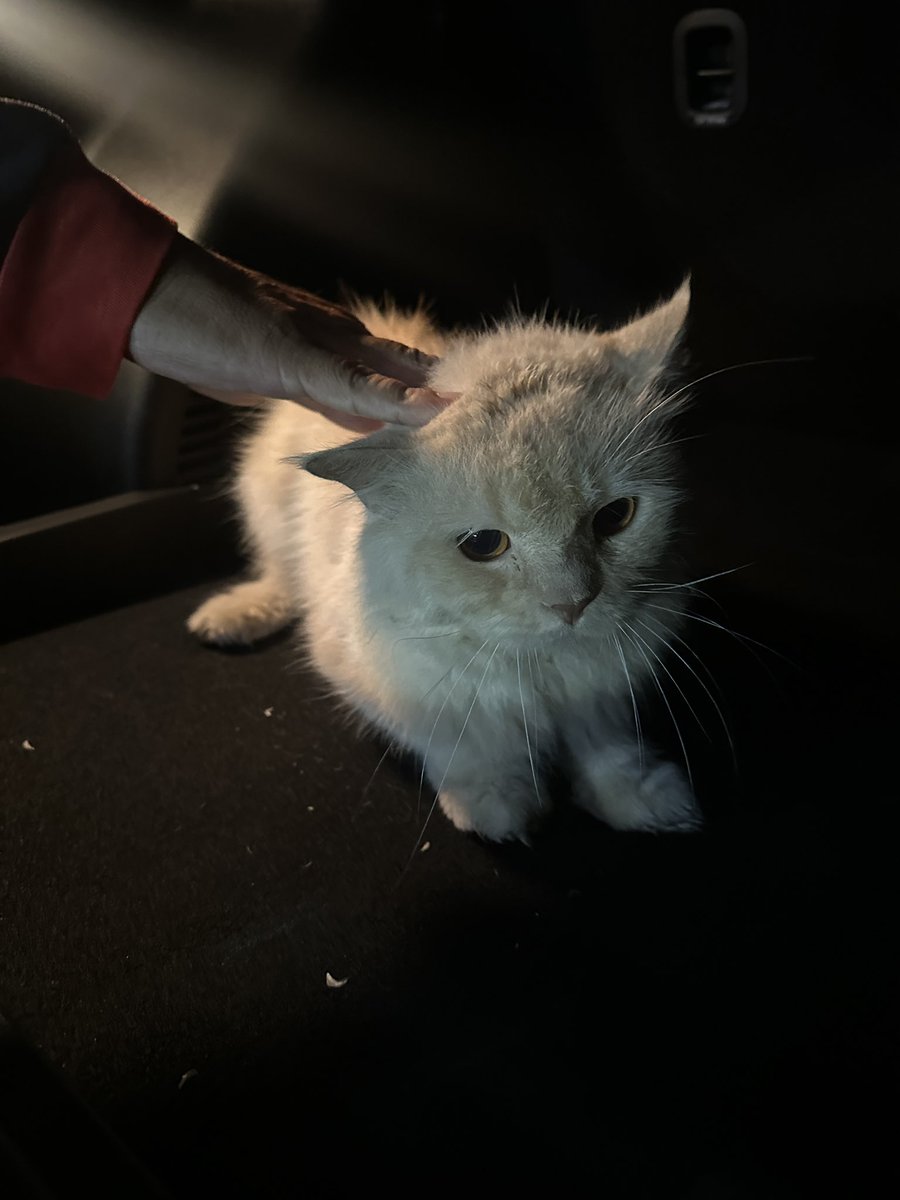 pentolkuriya's tweet photo. Ditemukan kucing di rawalumbu jembatan 1

- jantan
- kelihatan terawat
- manja
- blm steril

Td celingukan di pinggir jalan &amp; badannya basah, kata pak satpam baru kelihatan dari hari ini. Kalo ada yg kehilangan kucing DM gw kirimin foto/video kucingnya https://t.co/opFheXmss2