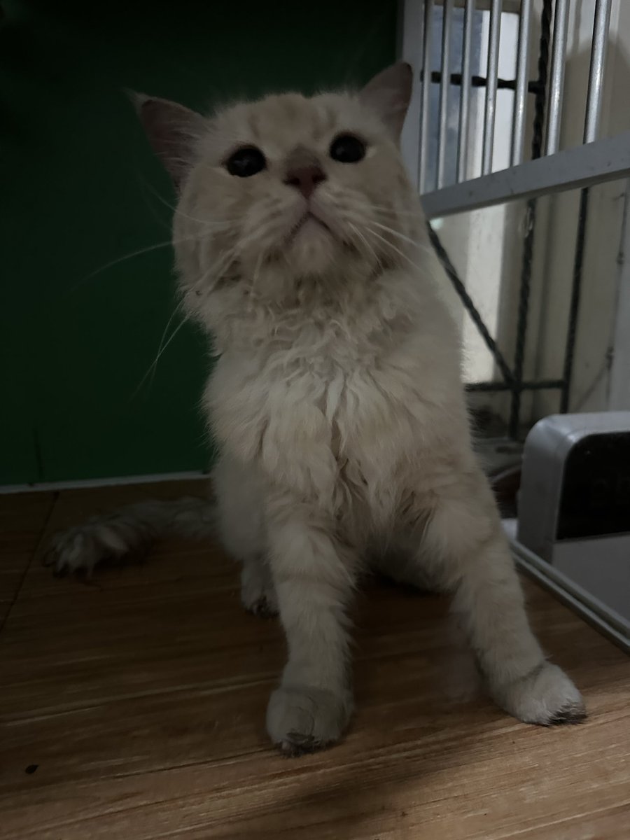 pentolkuriya's tweet photo. Ditemukan kucing di rawalumbu jembatan 1

- jantan
- kelihatan terawat
- manja
- blm steril

Td celingukan di pinggir jalan &amp; badannya basah, kata pak satpam baru kelihatan dari hari ini. Kalo ada yg kehilangan kucing DM gw kirimin foto/video kucingnya https://t.co/opFheXmss2