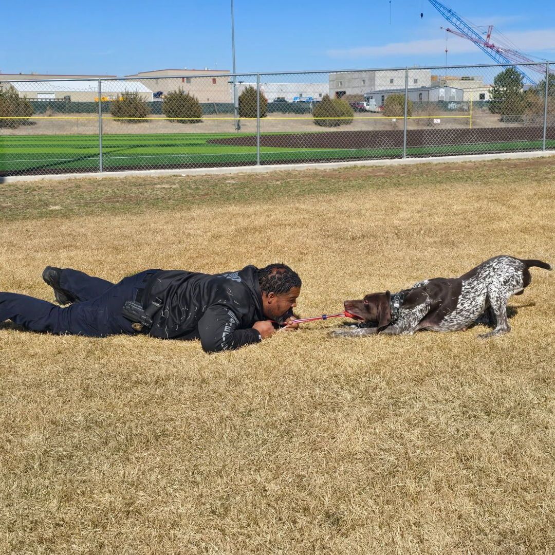 DenverSheriff's tweet image. Sometimes it&apos;s just time to stop, drop, and play. K9 Gunner is all for it! #SaturdaySparkOfJoy #DSDEst1902 #WorkingDogsOfTwitter