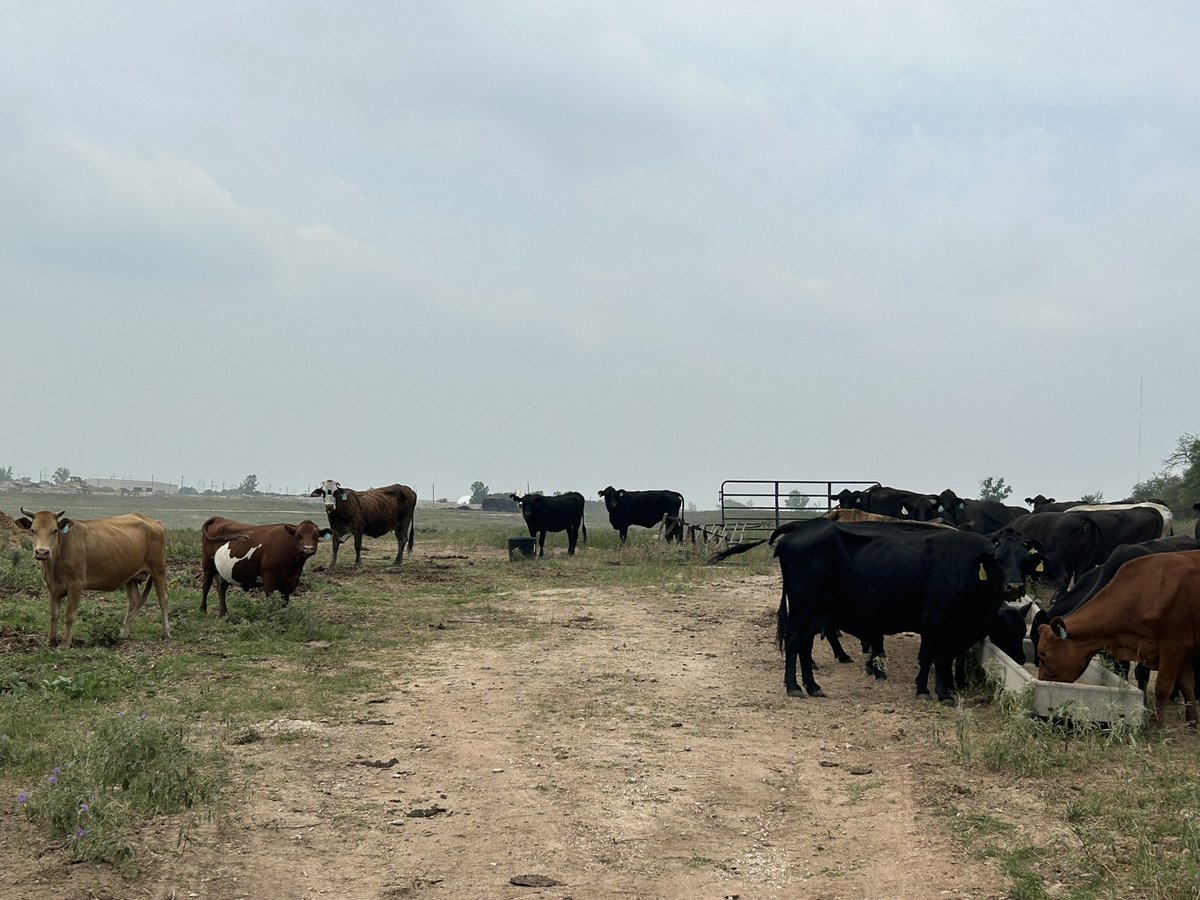 This pasture holds my money maker cows. I’ve been buying poor, thin bred cows and my neighborhood distillery needed to get rid of some wet barley so these Moma’s are getting tipsy and fat! Otherwise they would only be on grass. Just trying to help grow herds and not kill cows!