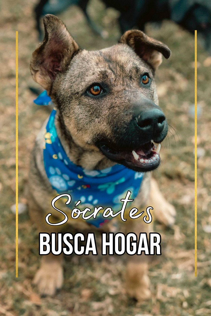 AsociacionMi's tweet photo. Perdimos la cuenta de las veces que hemos publicado a Sócrates en búsqueda de familia 😔🥺 es muy lindo y merece tener un hogar, va a cumplir dos años con nosotros y no es justo para él que no encuentre al amor de su vida, por favor si deseas cambiar tu vida y la de él escríbenos al WhatsApp 
📲 3207255125 💙🥺