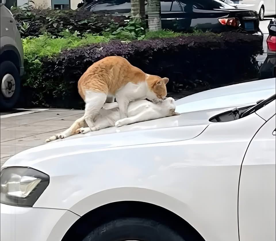 Why you should have a cat (@shouldhavecat) on Twitter photo 