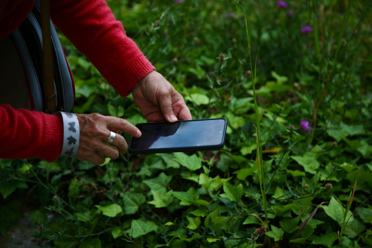 Institut Botànic de Barcelona (@ibb_botanic) on Twitter photo 🌿Ahir a l’IBB vam celebrar una jornada de la <a href="/biomaraton/">Biomaratón de Flora Española</a> de flora espanyola!
🔎Amb l’app d’<a href="/inaturalist/">iNaturalist</a> vam aprendre a identificar i documentar diferents espècies vegetals del nostre entorn.
Animem a continuar fotografiant i compartint les vostres observacions aquests dies!📸 🌿Ahir a l’IBB vam celebrar una jornada de la <a href="/biomaraton/">Biomaratón de Flora Española</a> de flora espanyola!
🔎Amb l’app d’<a href="/inaturalist/">iNaturalist</a> vam aprendre a identificar i documentar diferents espècies vegetals del nostre entorn.
Animem a continuar fotografiant i compartint les vostres observacions aquests dies!📸