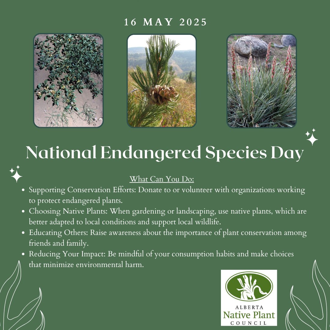 It is National Endangered Species Day! What a great opportunity to reflect on what you can do to help preserve our endangered species. 

Check out some fantastic resources on rare plants in Alberta on the ANPC website: anpc.ab.ca/?page_id=10095