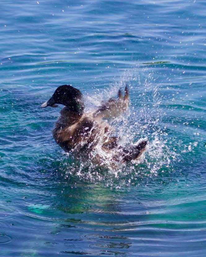 recon_images's tweet photo. Little duck having a bath in the sun.
#colourphotography #my_picture #my_style #naturephotography #photographylifee https://t.co/X6GQ9MYnPi