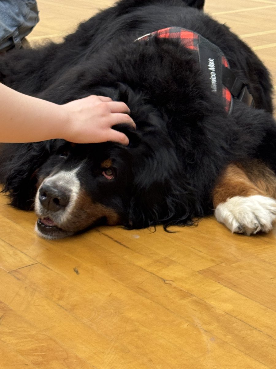 Silverthorn Collegiate Institute (@tdsb_sci) on Twitter photo A fantastic visit by the @sunshinetherapydogs Maggie, Mimico Max and Georgie enjoyed all the pats, scritches and cuddles. 🐾 #therapydogs #therapydogsofinstagram #mentalhealth #mentalwellbeing <a href="/torontodsb/">Torontodsb</a> <a href="/TDSB_CYS/">TDSB Child and Youth Services</a> <a href="/LorraineLinton/">Lorraine Linton</a> <a href="/MacLeanWard2/">Trustee Dan MacLean</a> A fantastic visit by the @sunshinetherapydogs Maggie, Mimico Max and Georgie enjoyed all the pats, scritches and cuddles. 🐾 #therapydogs #therapydogsofinstagram #mentalhealth #mentalwellbeing <a href="/torontodsb/">Torontodsb</a> <a href="/TDSB_CYS/">TDSB Child and Youth Services</a> <a href="/LorraineLinton/">Lorraine Linton</a> <a href="/MacLeanWard2/">Trustee Dan MacLean</a>
