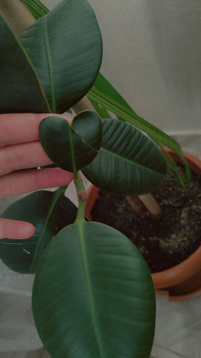 🌿💚