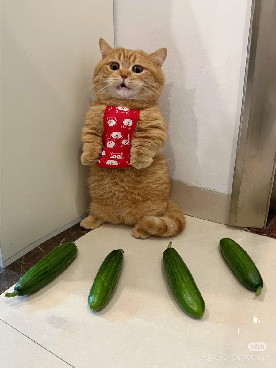 苦手なきゅうりに囲まれて動けずにいる家の猫見て