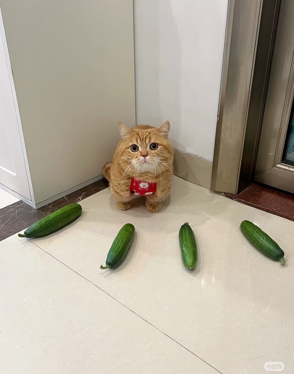 animalkyat's tweet photo. 苦手なきゅうりに囲まれて動けずにいる家の猫見て https://t.co/2IuVCciDls