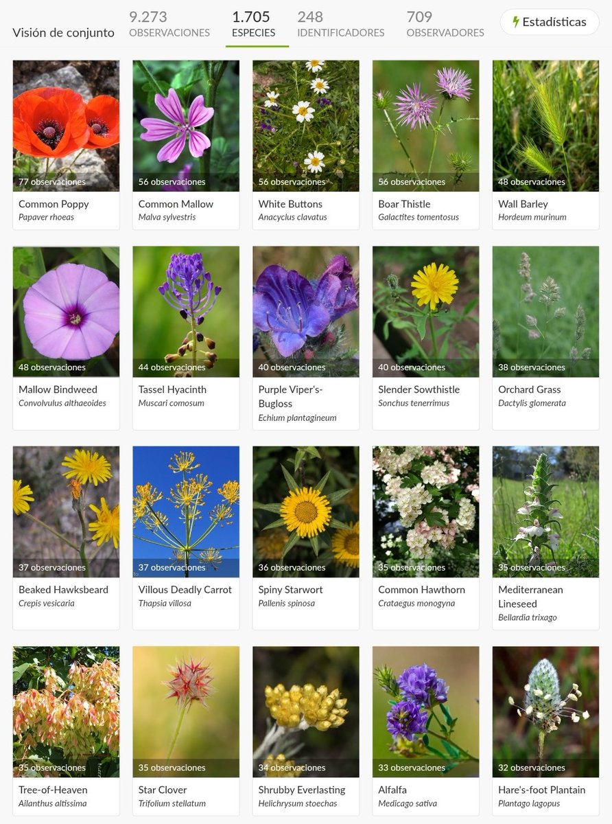 La lista de especies más observadas hasta ahora en el #VBiomaratón incluye algunas de las plantas más extendidas y visibles en este momento en nuestro territorio. En cabeza está la amapola común (Papaver rhoeas).

inaturalist.org/projects/v-bio…
