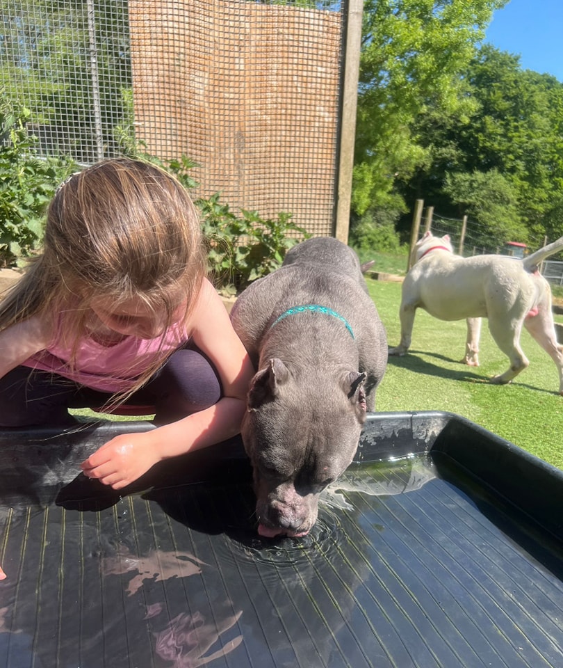 AdoptionsUk's tweet photo. Please retweet to help George and Mildred find a home together #SUSSEX #UK 🐶🐶
Bonded pair for adoption, registered British Charity 
Details or apply for them below 👇
https://t.co/vXt6c6jY2j
This bonded pair of standard /or  large pocket Bullies were dumped and over their 7 days in pound kennels. 
They have clearly been mistreated! They have had their ears MUTILATED APPALLINGLY! 
MILDRED is the size of a staffie and GEORGE comparable to a male Bull Terrier ... these are NOT BANNED BREED. 
They are the sweetest pair of dogs and deserve the very best life. They will be vet checked tomorrow and George will be neutered asap. Mildred has milk .. maybe a phantom so will need to wait to spay. 
They are child tested, dog tested and just delightful. 
They are NOT cat tested 
We are looking for a local foster or better still with view to forever who can help with letting these guys learn to trust and love life.. they are 4 and 5 yrs old and we have ALL fallen in ❤️ 
PLEASE NOTE: If you would like to apply, please complete an application form from the Arundawn website or if you have already completed a form then email or text us as comments on posts may be missed, so please don’t comment if wanting a response. If you are genuinely interested in adopting then please contact us directly. 
If you have holidays booked or commitments which mean you’re not ready to take a dog immediately, please make this very clear.
A home video, home check, photo ID and adoption fee will be required. 
If you can’t adopt or foster but would like to help a rescue dog, you can also support our work via our donation page - Where you will find info on our Amazon Wishlist and ways to donate 
Thank you ✨
Arundawn Dog Rescue,  Sussex 
Email  arundawndogrescue@btinternet.com

⭐️ George and Mildred have had their ears iellgally 'cropped'. Please report anyone doing this or arranging it to the RSPCA or SSPCA 

 #AdoptDontShop #bullbreedlovers #rescuedogsofinstagram #rescuedismyfavoritebreed #DogLovers #RescueDog #foreverhome #Horsham #England  #Bullies #Bully @RSPCA_official @ScottishSPCA @DanielZeichner @DefraGovUK @APDAWG1 @Naturewatch_org