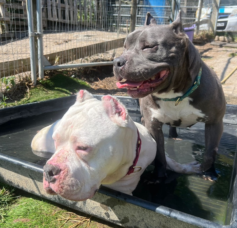 AdoptionsUk's tweet photo. Please retweet to help George and Mildred find a home together #SUSSEX #UK 🐶🐶
Bonded pair for adoption, registered British Charity 
Details or apply for them below 👇
https://t.co/vXt6c6jY2j
This bonded pair of standard /or  large pocket Bullies were dumped and over their 7 days in pound kennels. 
They have clearly been mistreated! They have had their ears MUTILATED APPALLINGLY! 
MILDRED is the size of a staffie and GEORGE comparable to a male Bull Terrier ... these are NOT BANNED BREED. 
They are the sweetest pair of dogs and deserve the very best life. They will be vet checked tomorrow and George will be neutered asap. Mildred has milk .. maybe a phantom so will need to wait to spay. 
They are child tested, dog tested and just delightful. 
They are NOT cat tested 
We are looking for a local foster or better still with view to forever who can help with letting these guys learn to trust and love life.. they are 4 and 5 yrs old and we have ALL fallen in ❤️ 
PLEASE NOTE: If you would like to apply, please complete an application form from the Arundawn website or if you have already completed a form then email or text us as comments on posts may be missed, so please don’t comment if wanting a response. If you are genuinely interested in adopting then please contact us directly. 
If you have holidays booked or commitments which mean you’re not ready to take a dog immediately, please make this very clear.
A home video, home check, photo ID and adoption fee will be required. 
If you can’t adopt or foster but would like to help a rescue dog, you can also support our work via our donation page - Where you will find info on our Amazon Wishlist and ways to donate 
Thank you ✨
Arundawn Dog Rescue,  Sussex 
Email  arundawndogrescue@btinternet.com

⭐️ George and Mildred have had their ears iellgally 'cropped'. Please report anyone doing this or arranging it to the RSPCA or SSPCA 

 #AdoptDontShop #bullbreedlovers #rescuedogsofinstagram #rescuedismyfavoritebreed #DogLovers #RescueDog #foreverhome #Horsham #England  #Bullies #Bully @RSPCA_official @ScottishSPCA @DanielZeichner @DefraGovUK @APDAWG1 @Naturewatch_org