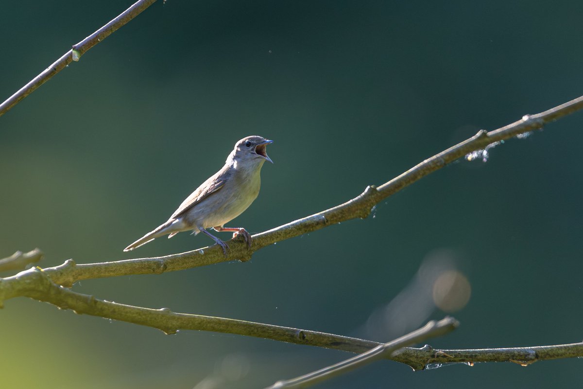 dunbar44's tweet image. Highlights on the week. Lifer in a garden warbler. Red Squirrel, fox cubs and watching skylarks at sunset.