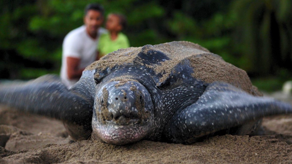 From jazz festivals to turtle watching—May in Trinidad is packed with unforgettable experiences. Discover the top things to do this month and start planning your adventure.

visittrinidad.tt/blog/things-to…

#visitTrinidad #AlwaysInSeason