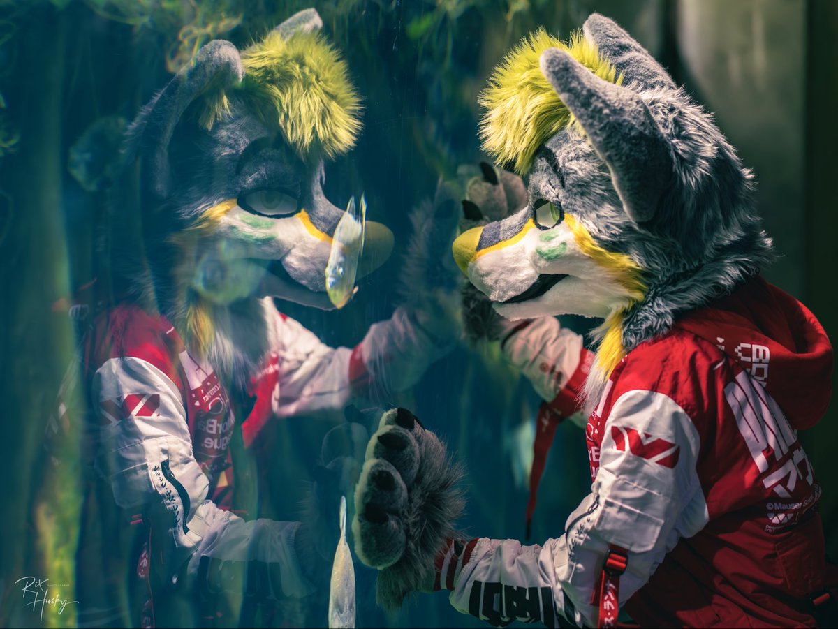 Never stop exploring 🐠

#FursuitFriday #FWA25