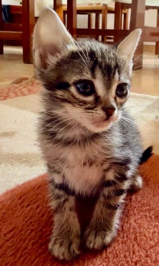 Tommy es un macho de solo 6 semanas, atigrado, dulce, curioso y muy juguetón.
Ya come solito y está aprendiendo a usar el arenero, será un compañero ideal para quien quiera darle amor y un hogar definitivo.
Se entrega con contrato de adopción .