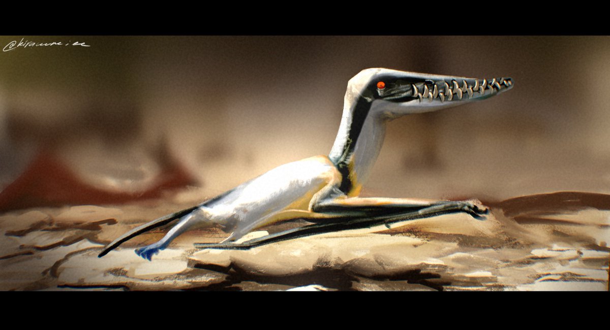 kyrazhuravel's tweet photo. Protopterodactylus day 12 #50daysofpterosaurs https://t.co/pGTBoOfMim