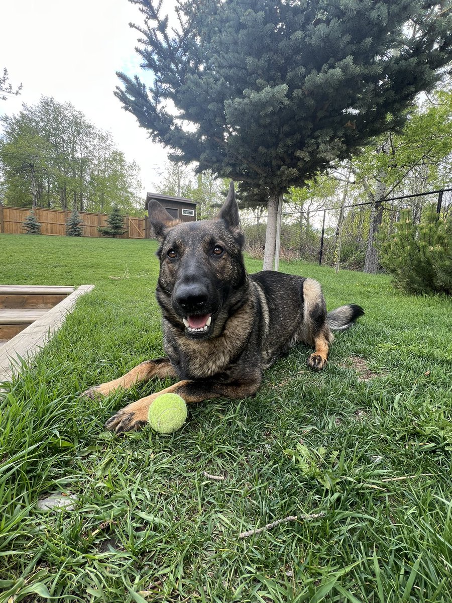 Człowiek na własnej piersi taką żmiję wychował. Łasi się do kobity bardziej niż do mnie.