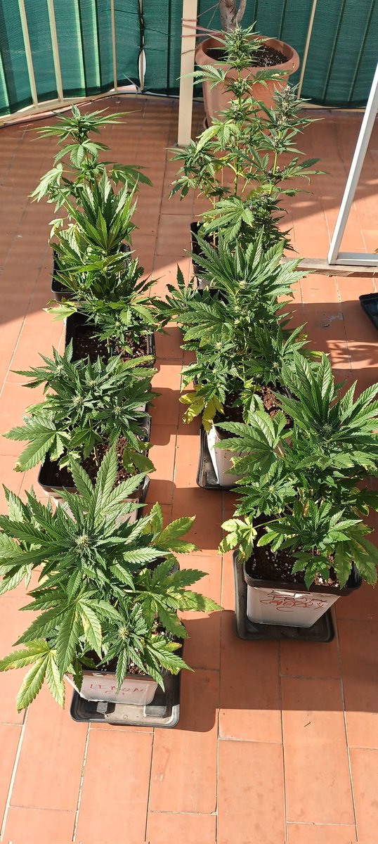 Sin_Pension's tweet photo. Bien. Vamos a germinar #medicina
#DiabloRojoXL 4
#RedGorillaGirlXL 2
#MimosaXL 1
#LemonCherryCookies 3
Debido al puto ingreso hospitalario hay 8 plantitas k se kedaran kortas. Pero tirarlas ... nunka. https://t.co/wetikpz1Hx