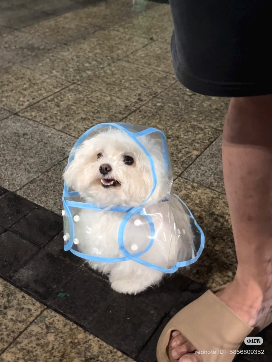 animalkyat's tweet photo. カッパを着てたマルチーズの赤ちゃん見て https://t.co/Xn0G4YI7Q7