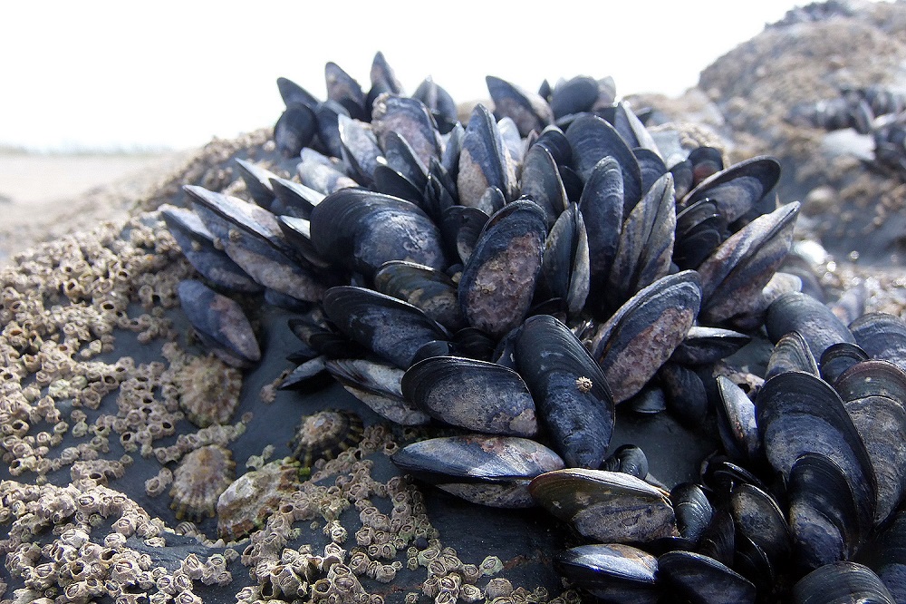 El MGAP recuerda que está vigente la veda sanitaria para moluscos bivalvos en Maldonado por marea roja. 
Las toxinas presentes no se eliminan al cocinar y pueden causar intoxicaciones graves. 

Más info 👉 gub.uy/ministerio-gan…