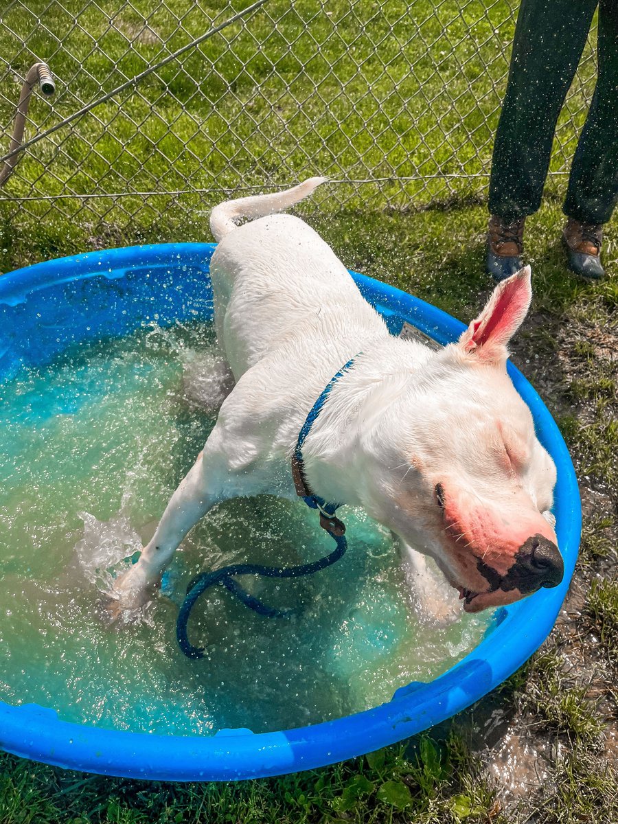🐾💦 “Hi… um, does anyone wanna play mermaids with me?” – Love, Kobe 🧜‍♂️💙

Let’s help this sweet boy find someone to swim through life with. 💛

📍 2208 Connolly Rd, Fallston, MD 21047
📧 adopt@harfordshelter.org
📞 (410) 836-1090