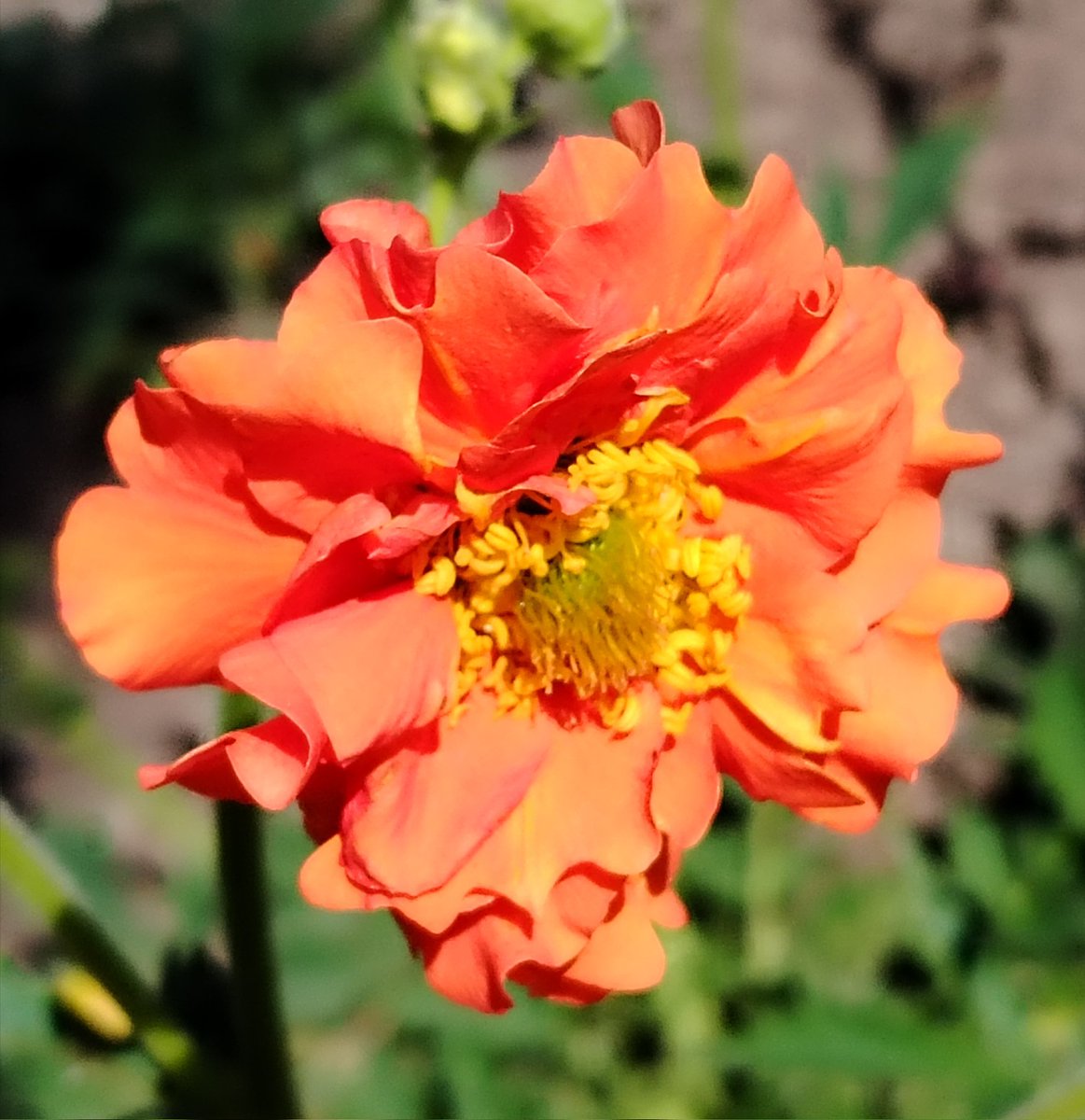 Ian and Teresa Moss tweet media