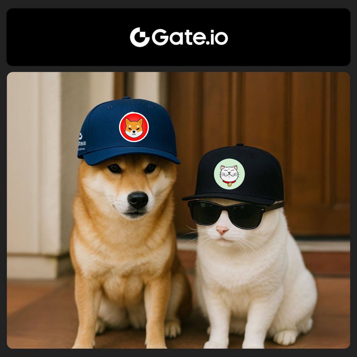 shiro's tweet photo. This CAT is ready for WAR! Claws out! 

Oh wait. $Shiro loves his dog friends! Excited to share what we're building!

#MEMEFI #Shibarium #Ethereum https://t.co/UoSlWAVp5k